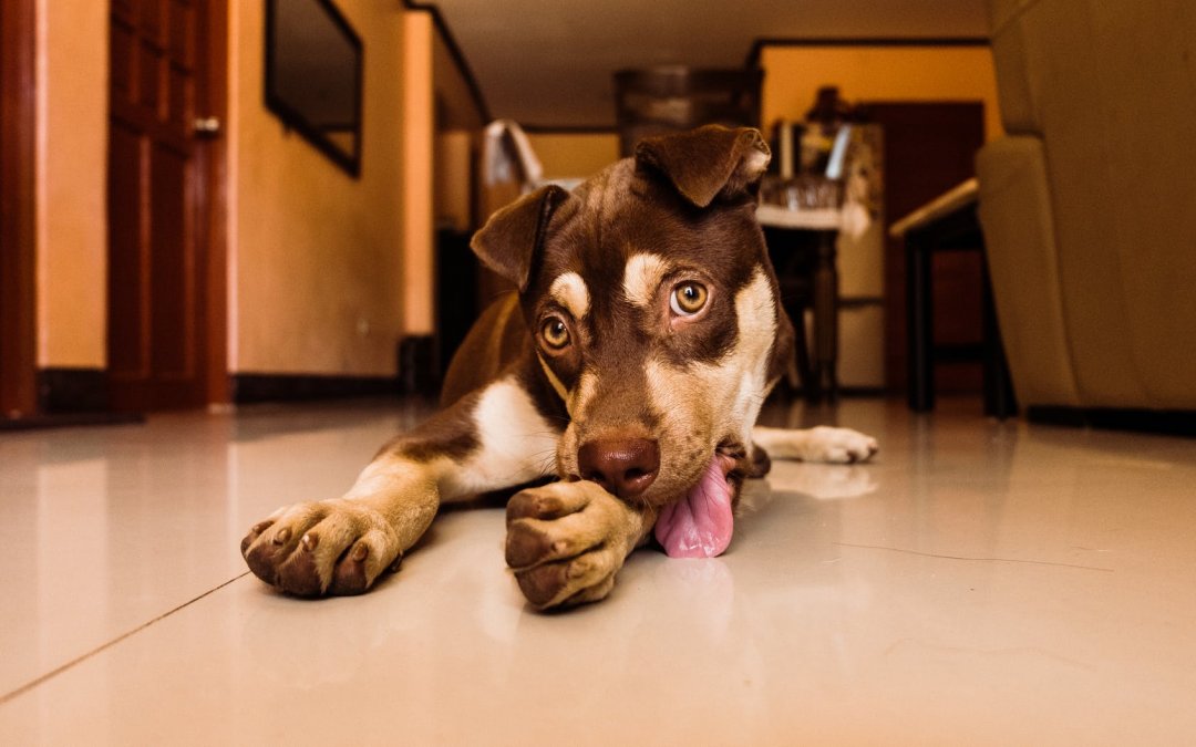 Tips to Keep Your Home Clean and Beautiful While Having a Dog