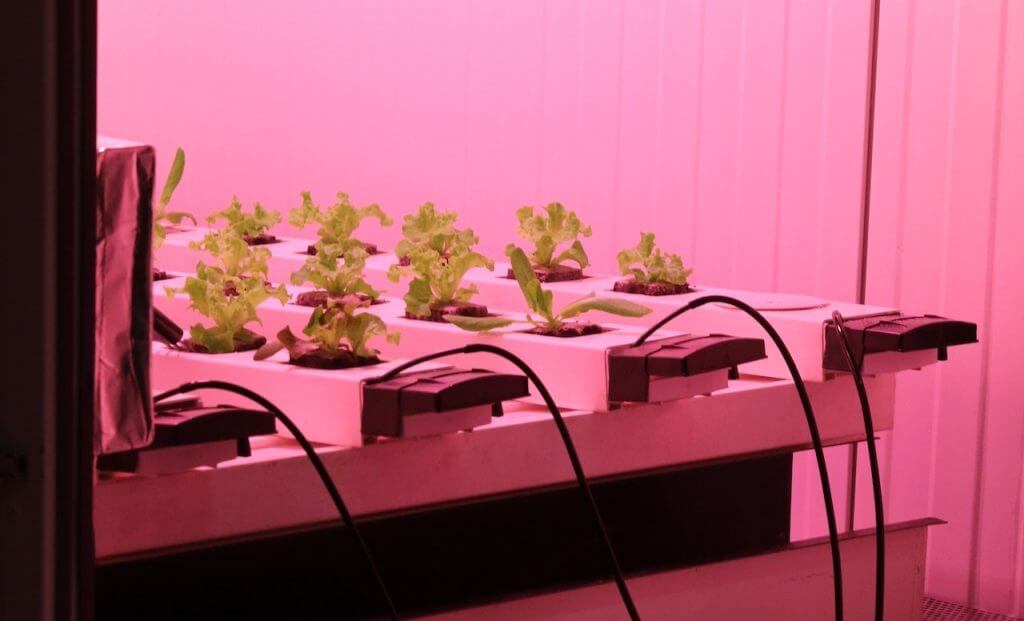 plant growing under uv light