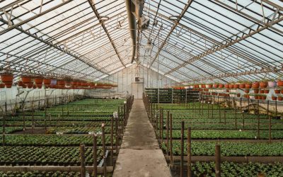 How to Create a Sustainable Greenhouse? (Explained)