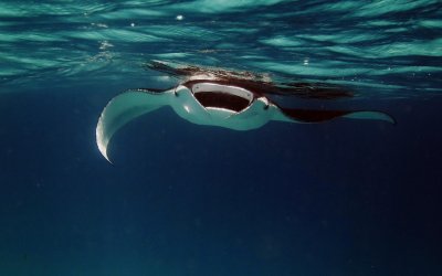 What Makes Manta Ray Night Snorkeling Unique? Explained